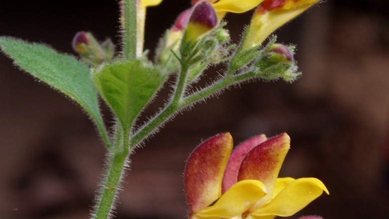 Cây Quan thần hoa. Microtoena insuavis - Cây Thuốc Nam Quanh Ta